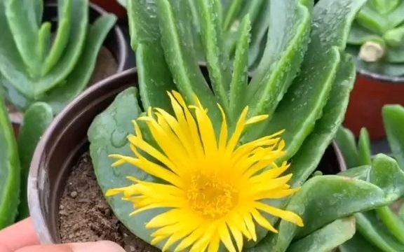 肉肉开花这肉肉名字好听,佛手托金#胜驰多肉植物#多肉