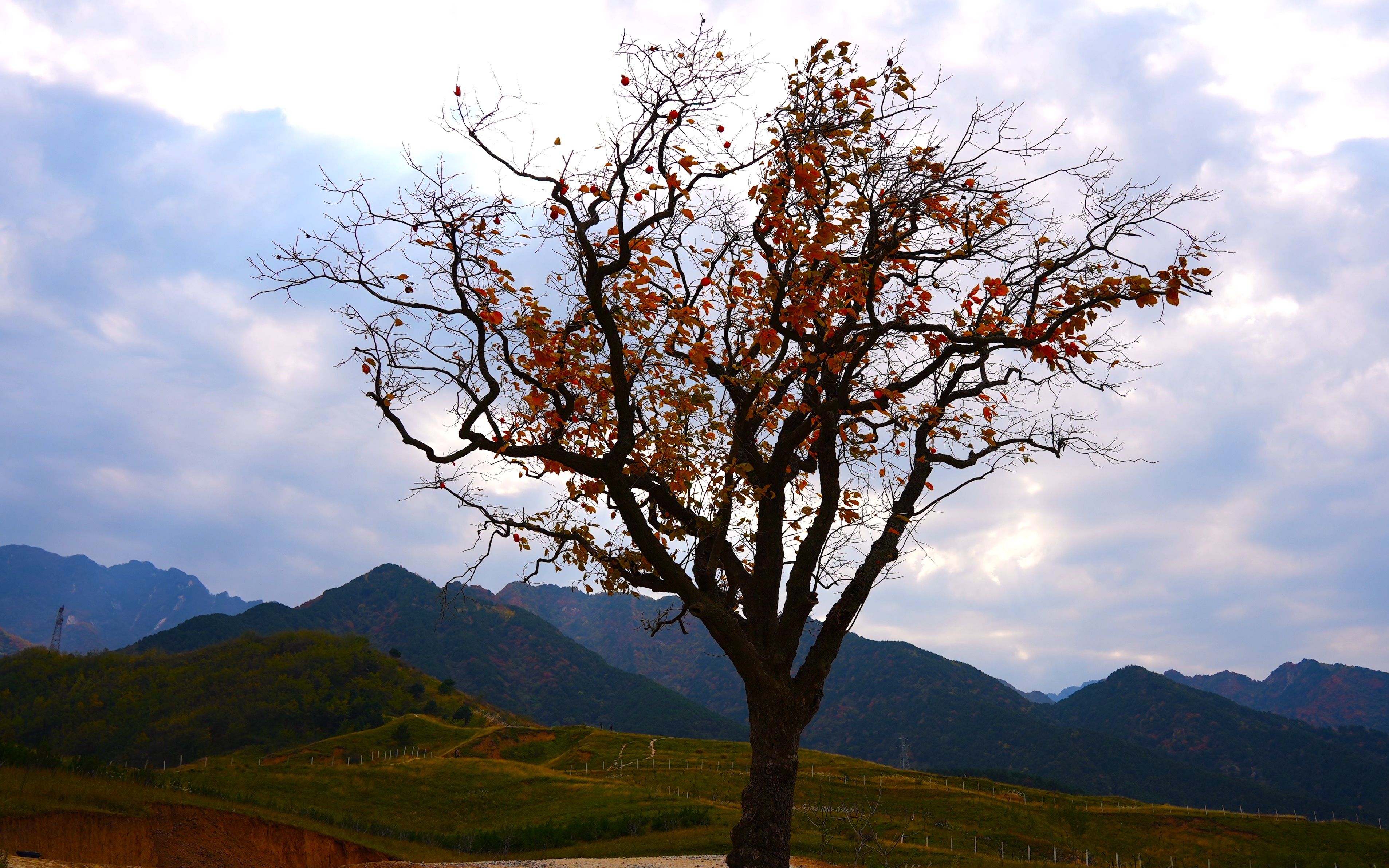 [图]西安蓝田荞麦花海，山上漫步！-4K HDR