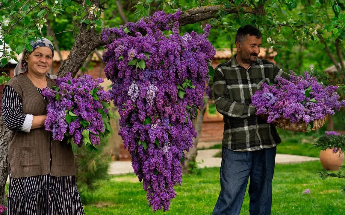 [图]丁香花瀑布！春天最好的香气：采摘丁香花做果酱