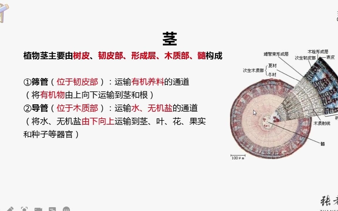 初中科学中考复习生物重点知识点必备(2)植物的根茎叶哔哩哔哩bilibili