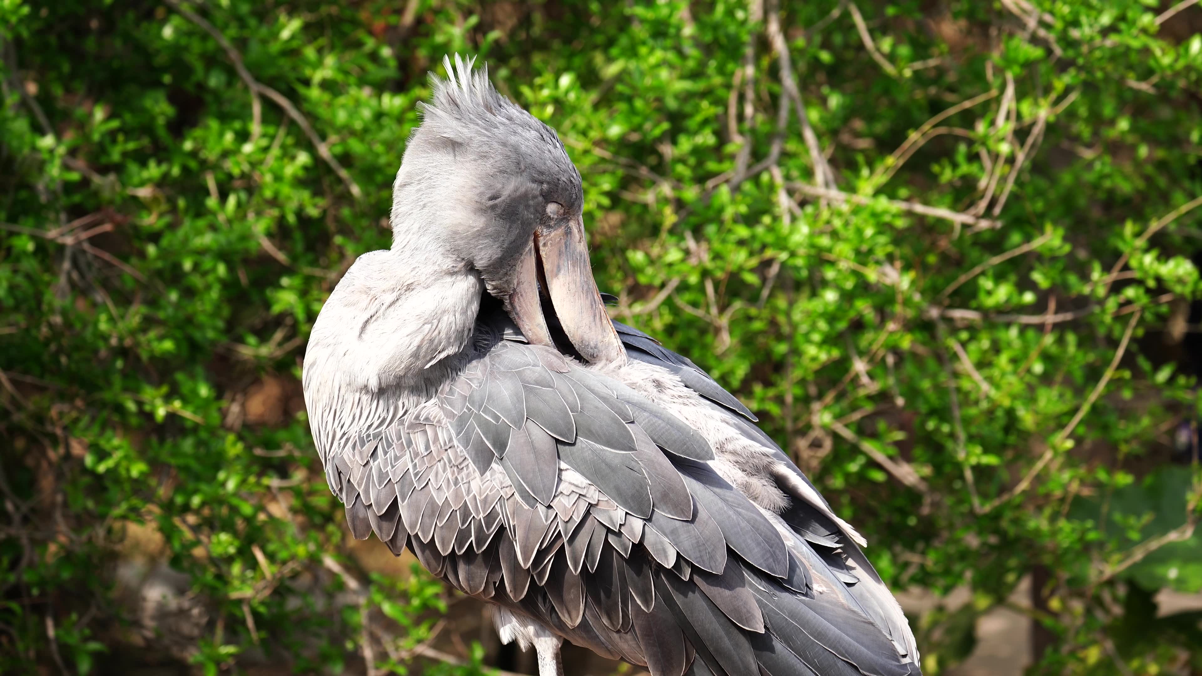 鲸头鹳理毛蹭痒痒