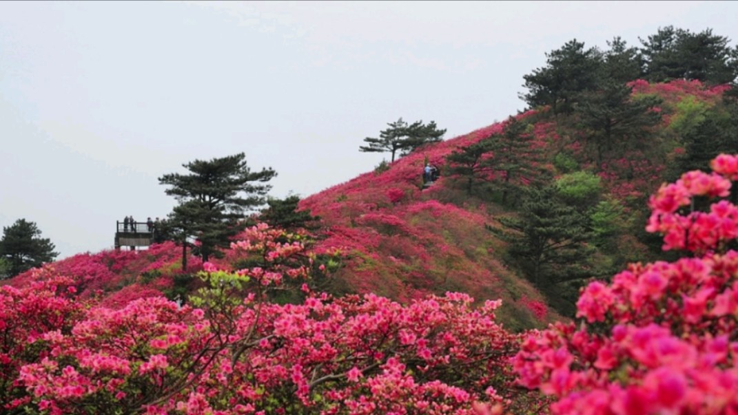 井冈杜鹃花开#用追风者的方式打开江西 #杜鹃花海抖出精彩 #花展布置