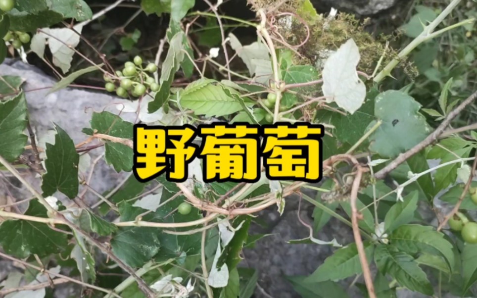 农村常见的中草药野葡萄哔哩哔哩bilibili