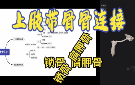 运动解剖基础课 运动系统(1)上肢骨连接 上肢带骨连接 肩胛骨 锁骨哔哩哔哩bilibili