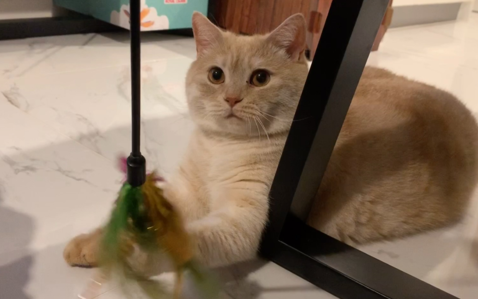 大肥橘猫被迫营业的一天!