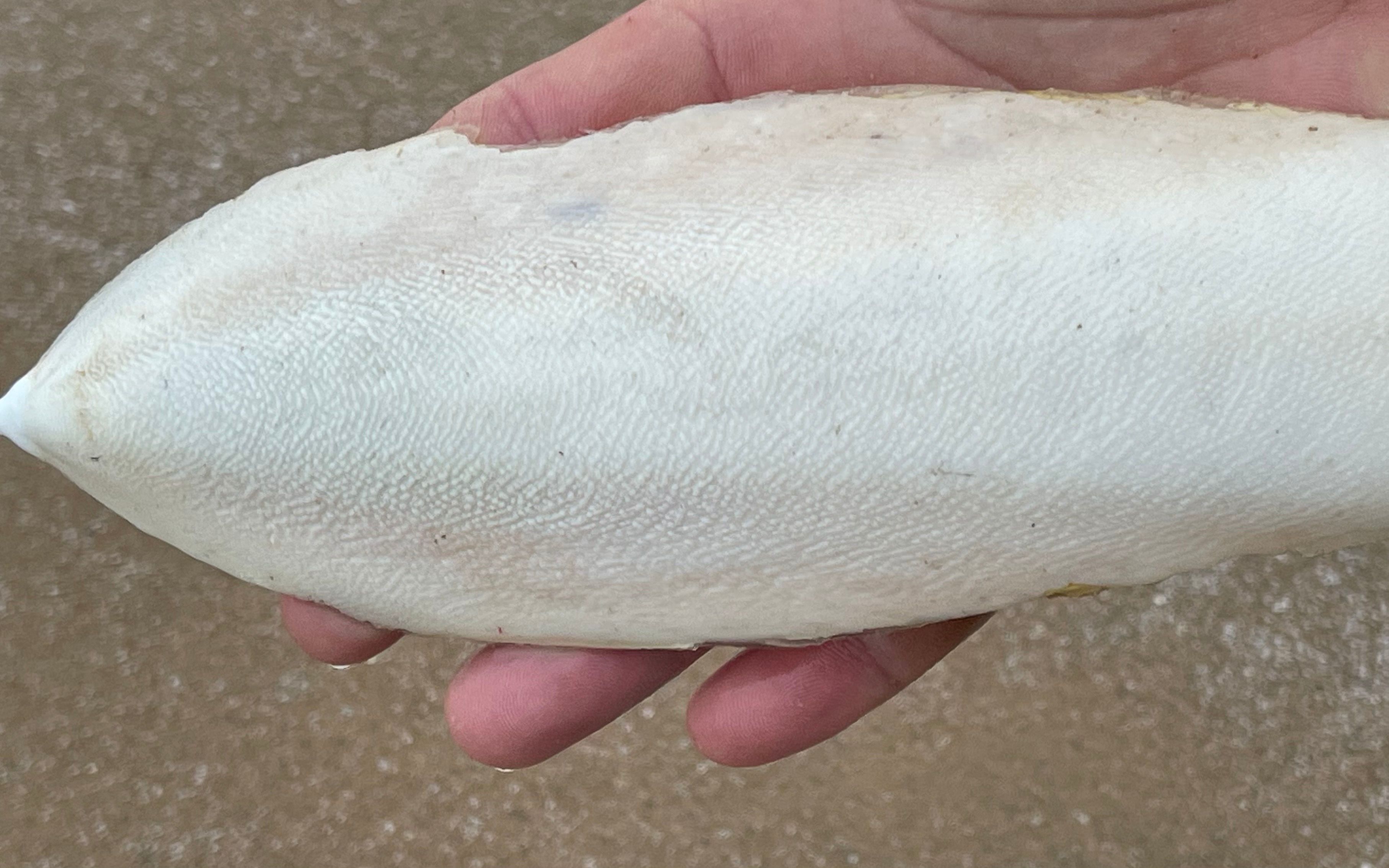 大海退潮后,大庆赶海发现一只比手还大的墨鱼骨,还有一对马面蟹_哔哩