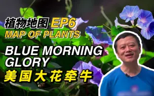 Video herunterladen: 【植物地图】植物界“蓉漂”美国大花牵牛 巴掌大的渐变色花朵最爱古建筑！