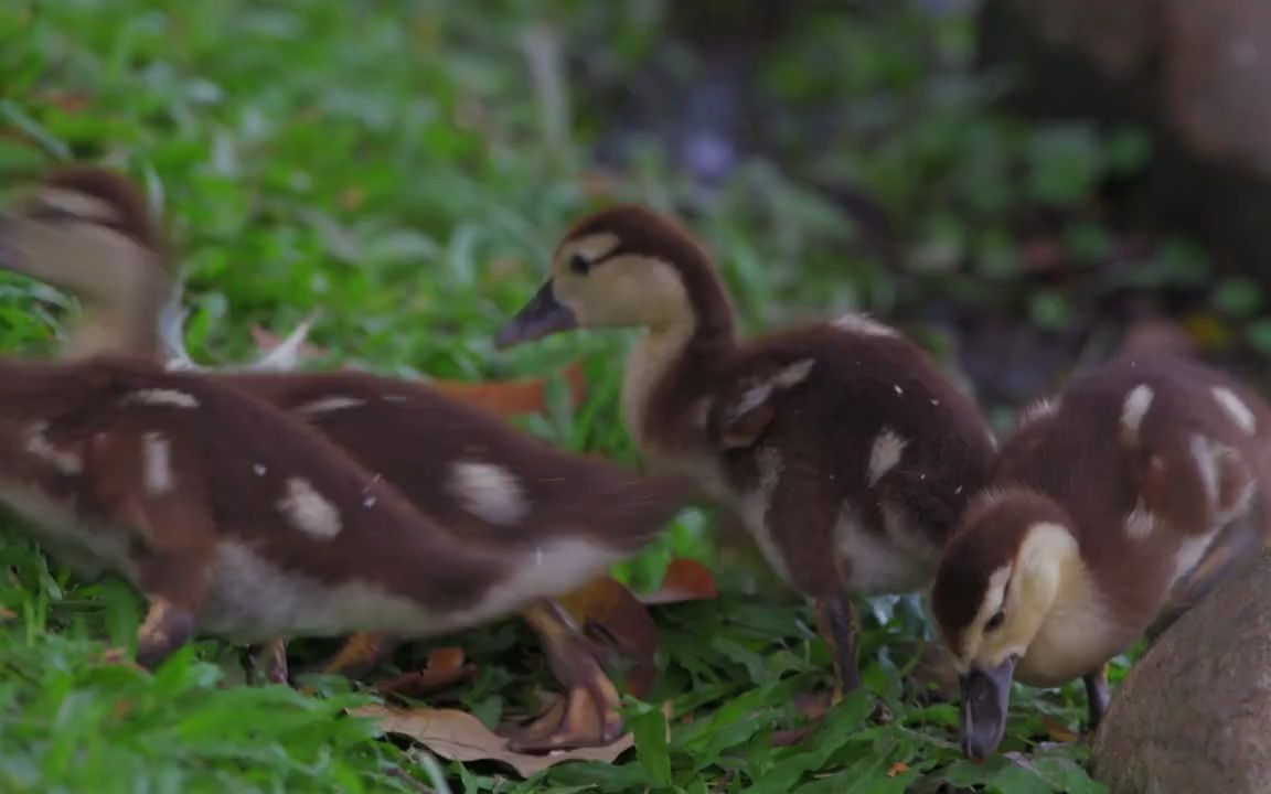 [图]自然第一册1-5-1-生態影片-恆溫動物