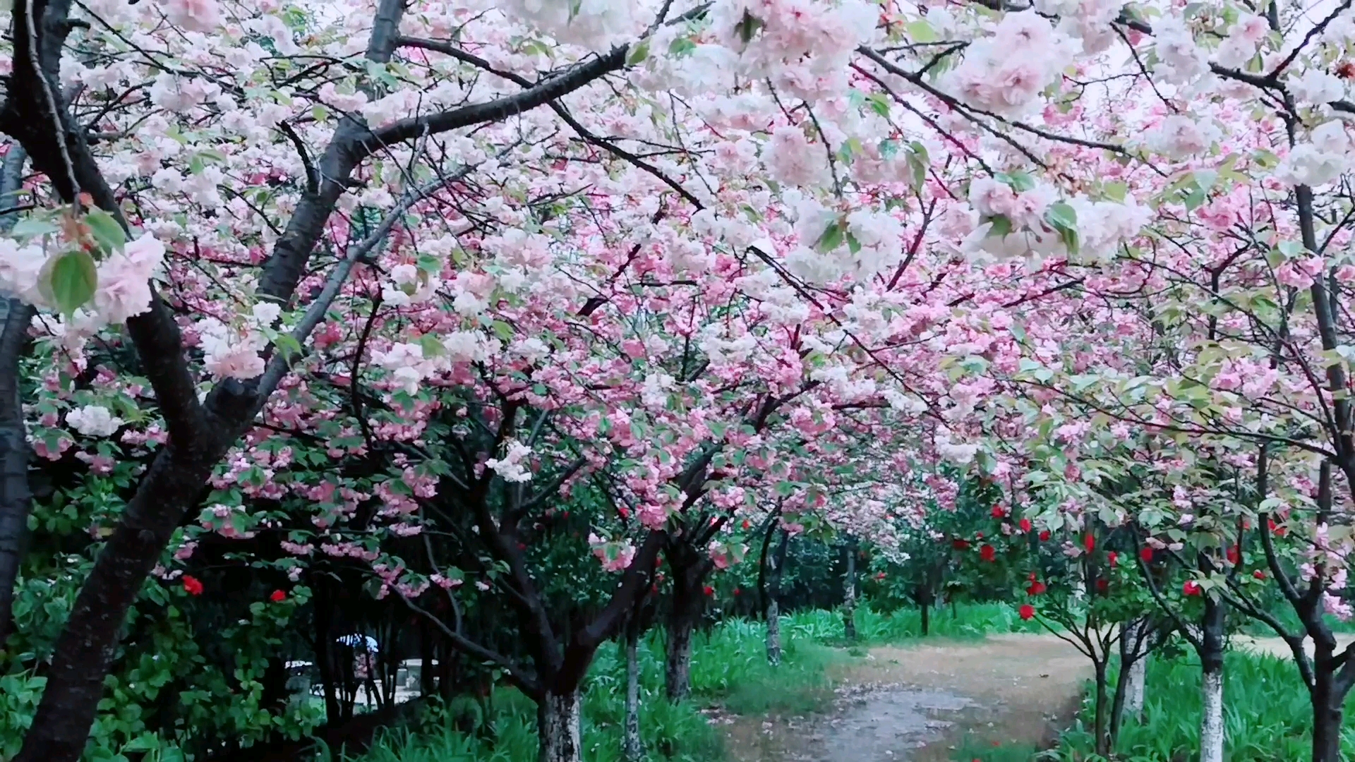 【樱花雨——雨天的樱花】