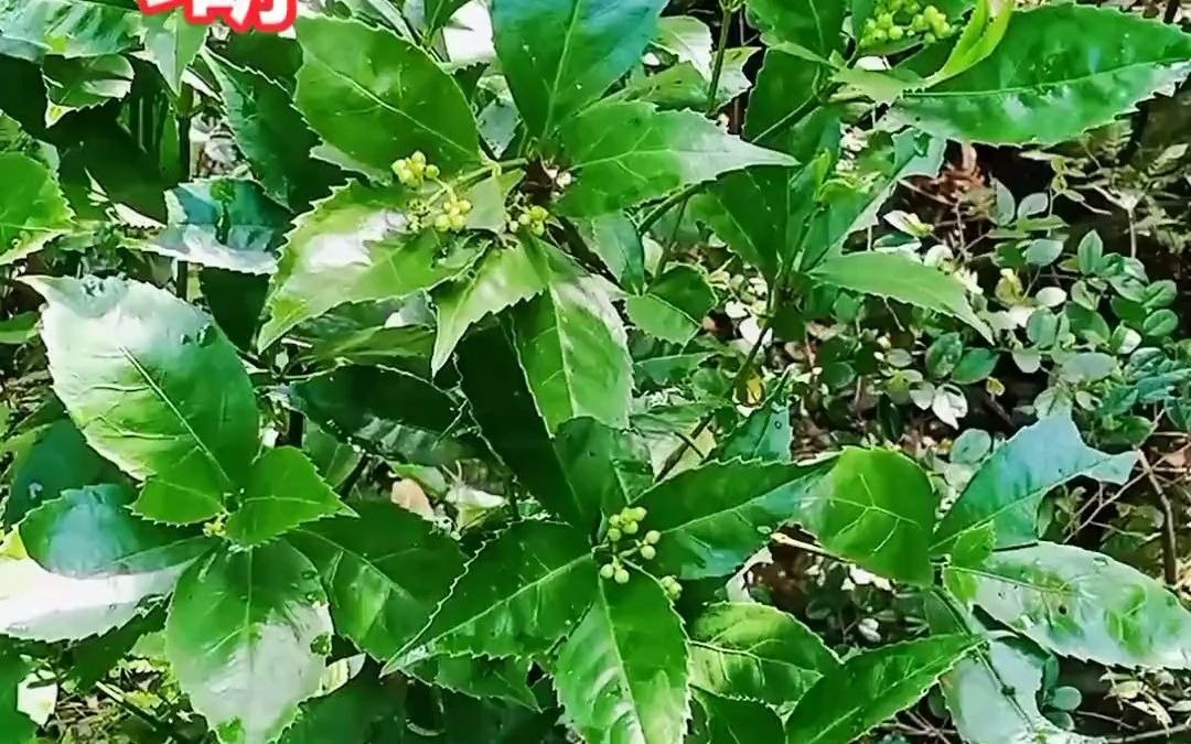 九节茶#野生植物#山野自然#捕捉身边的美