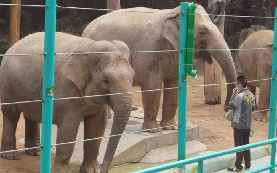 【亚洲象】大象传奇阿迪娜称重,后面莉娜带卷卷敲蓝桶23.01