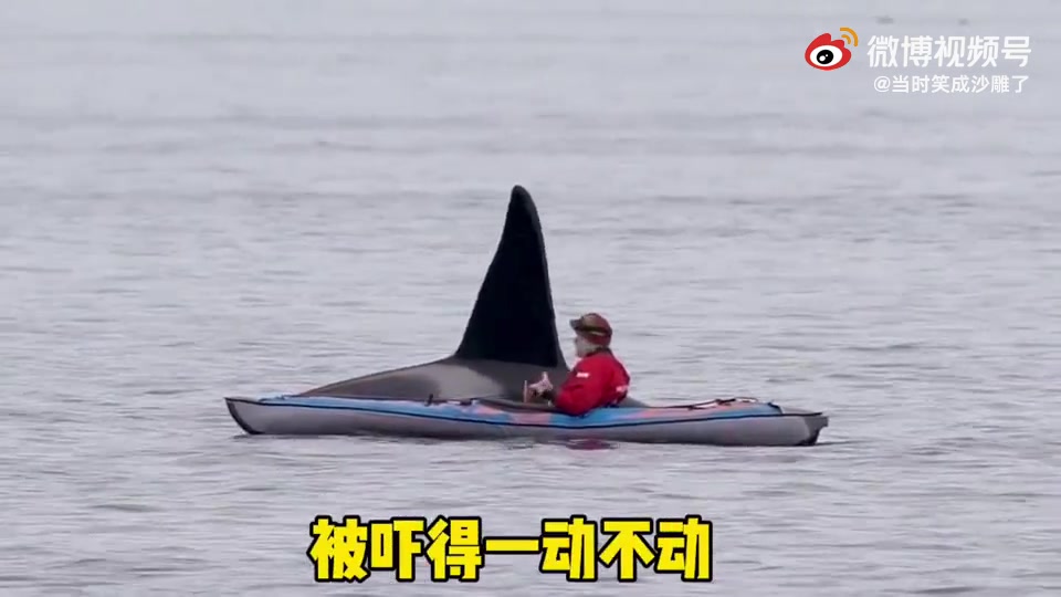 虎鲸为什么这么虎?