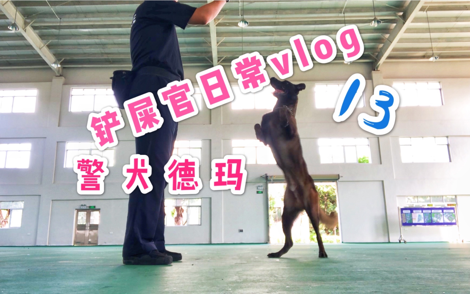 警犬服从训练哔哩哔哩bilibili