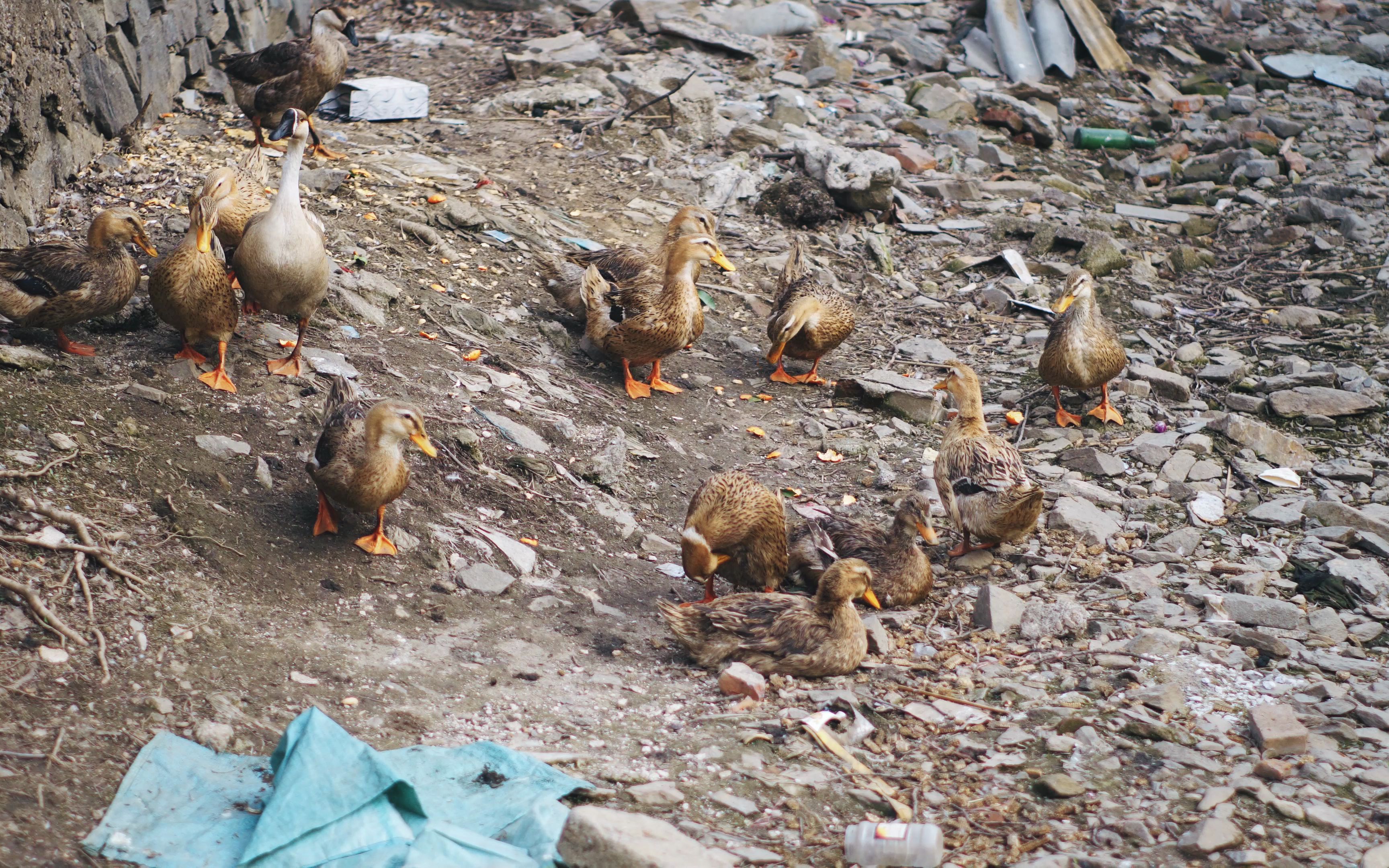 实拍平顶山某村庄散养养鸭场看完还觉得鸭肉香吗