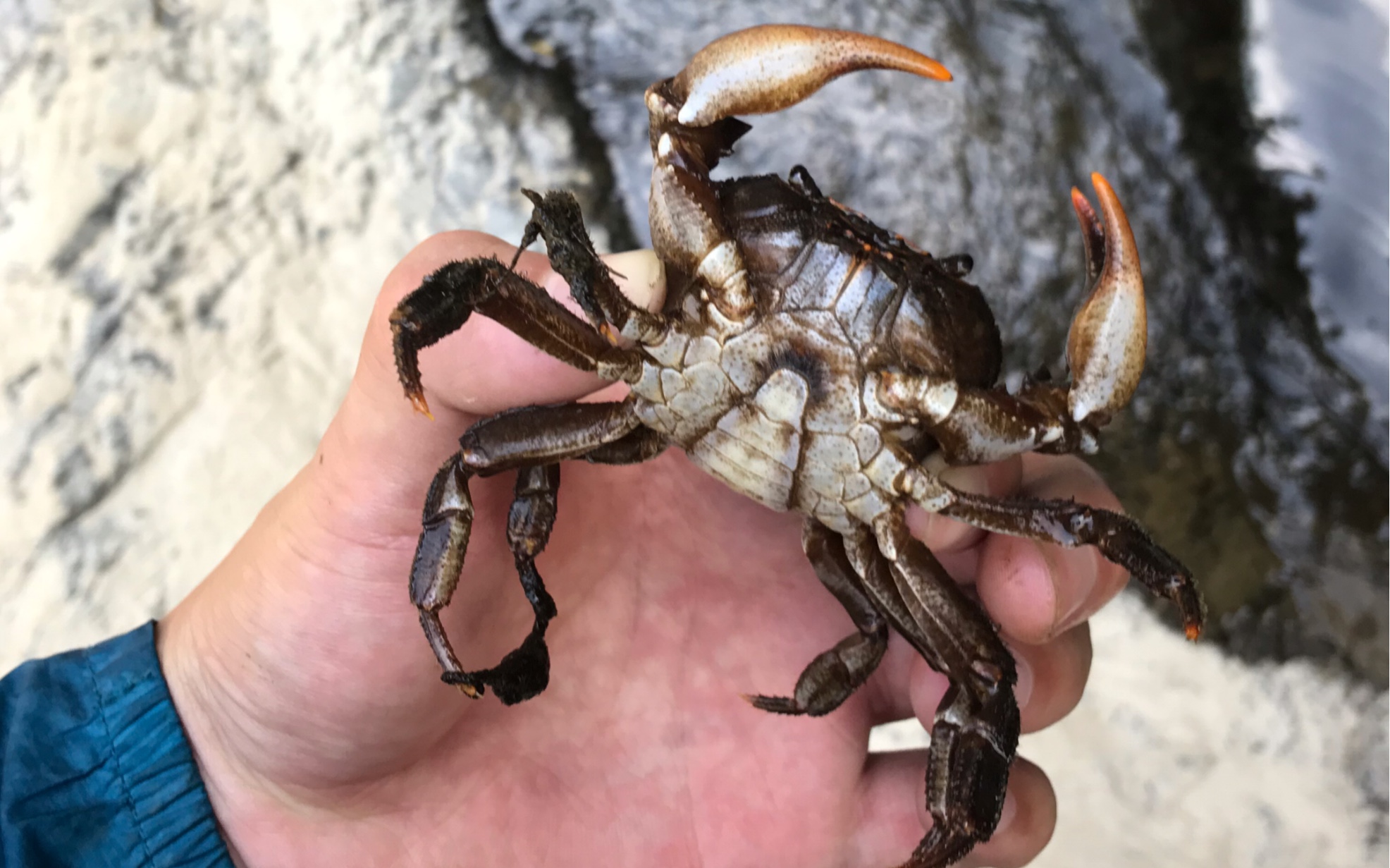 捡到一只龙溪蟹