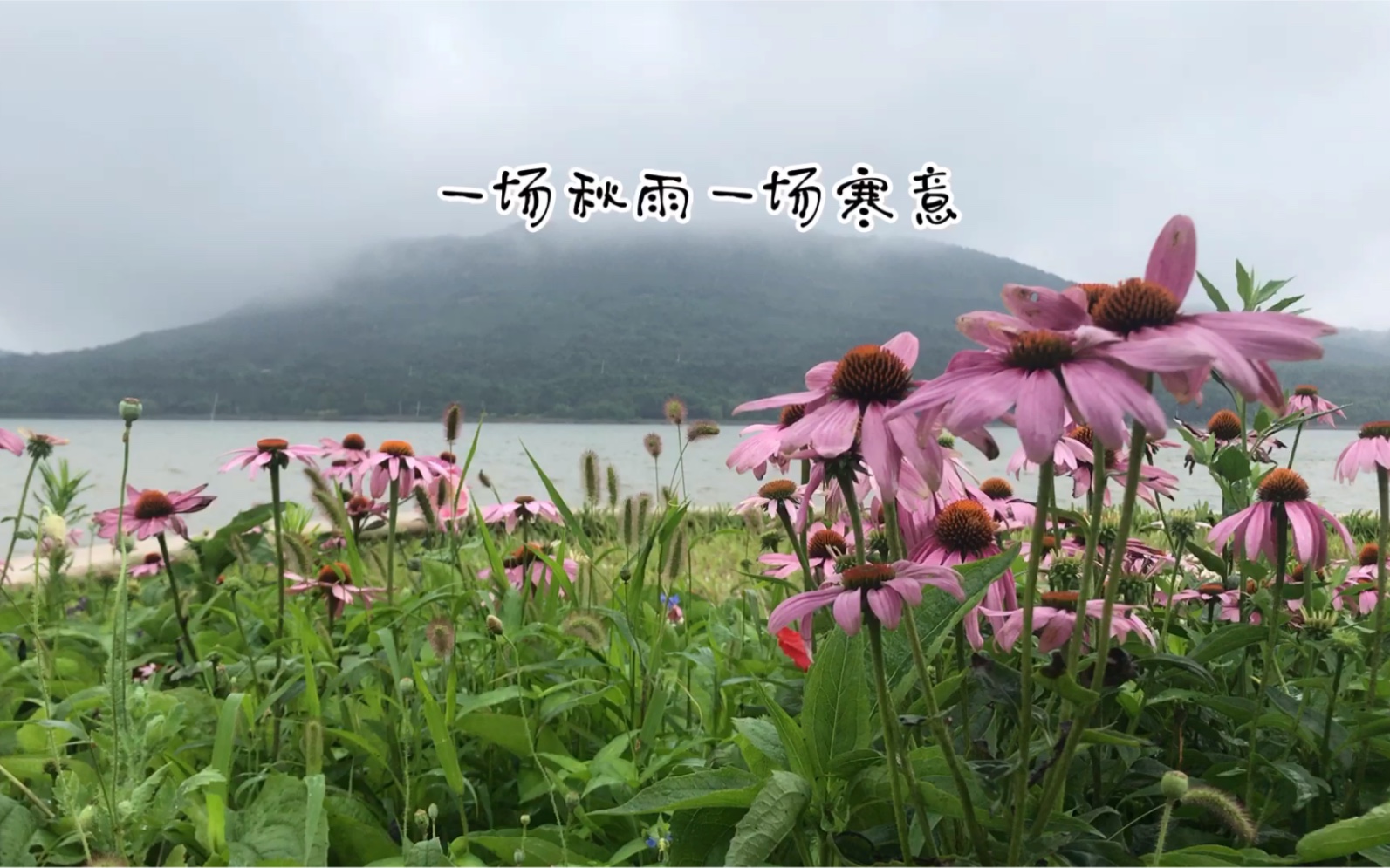 [图]秋雨绵绵秋意浓浓