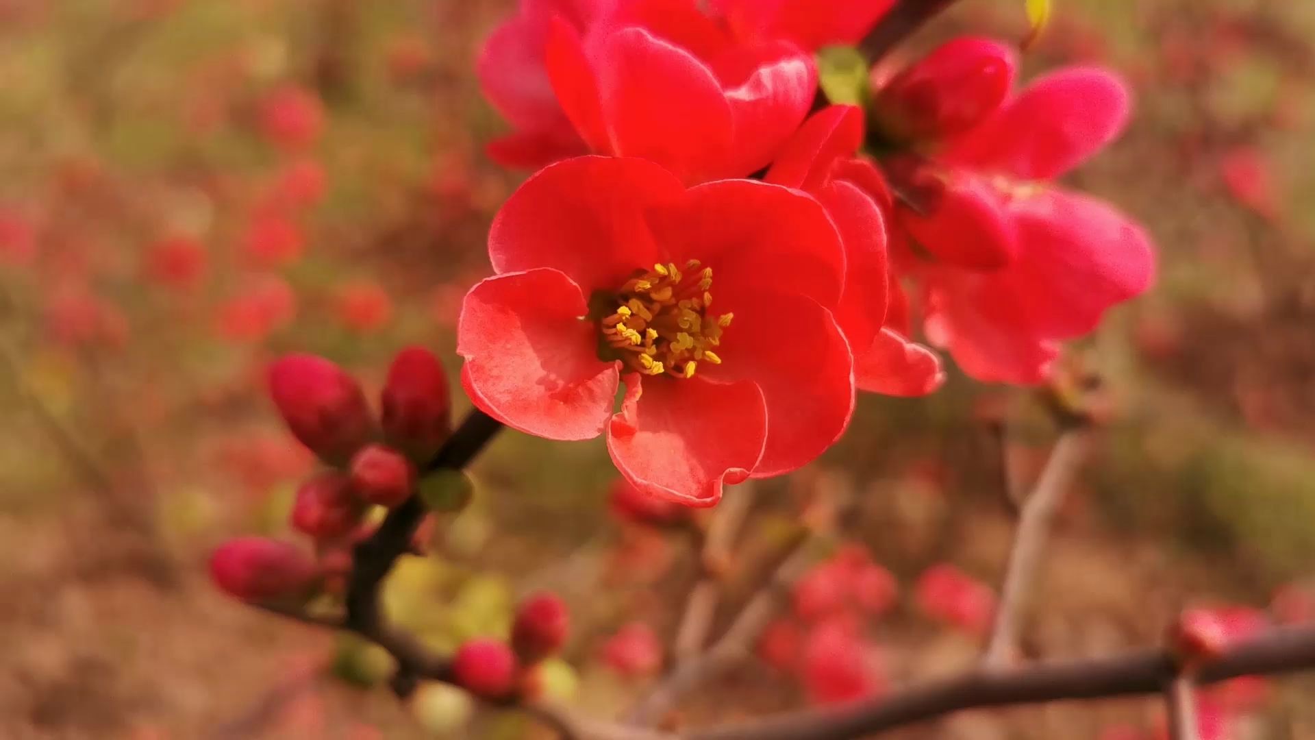 [图]【音乐短片】春之声圆舞曲 海棠花开___南京莫愁湖海棠园