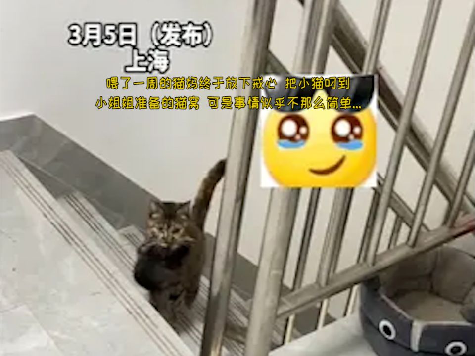 [图]喂了一周的猫妈终于放下戒心 把小猫叼到小姐姐准备的猫窝 可是事情似乎不那么简单