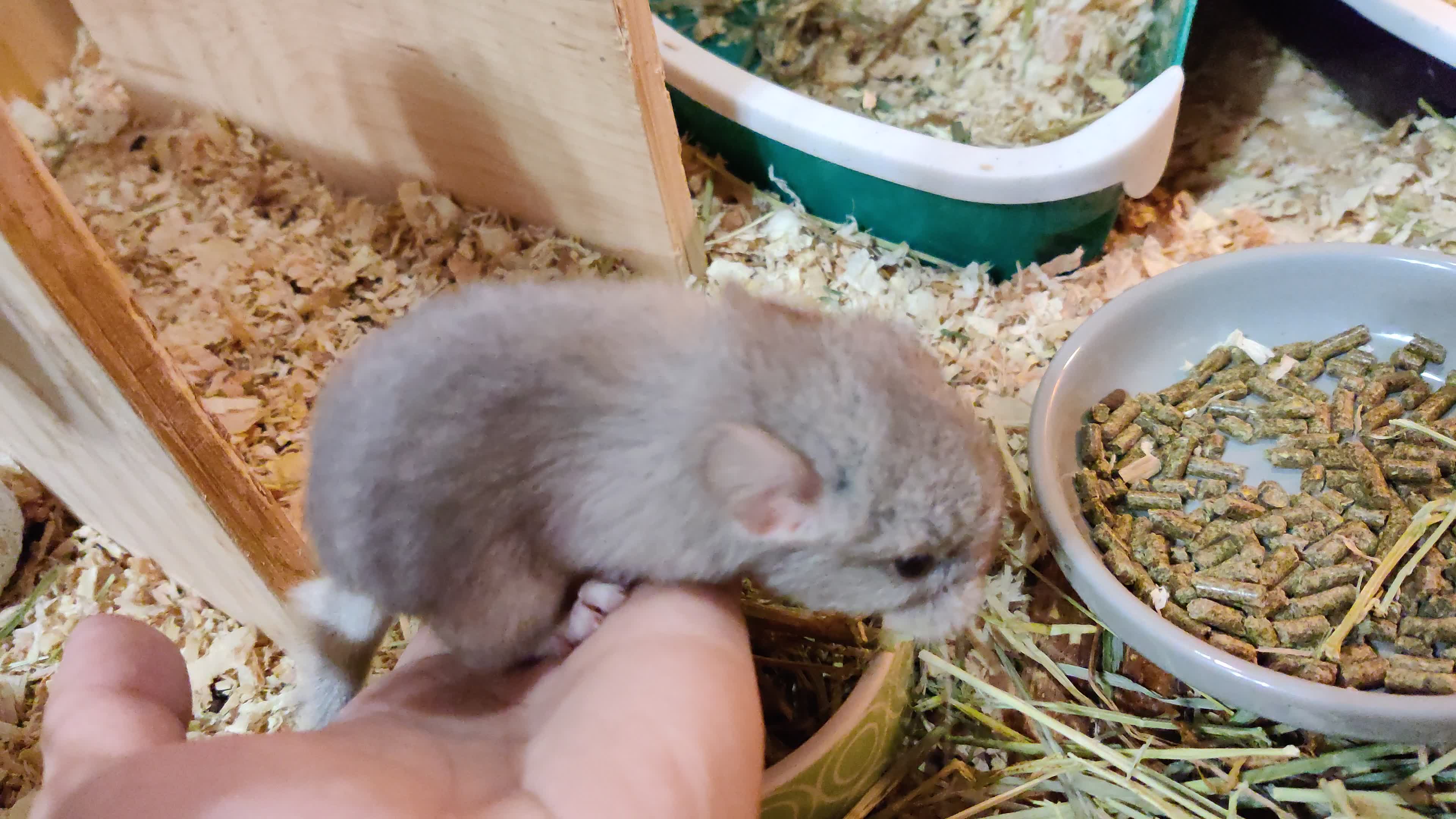 【龙猫】出生三天的龙猫宝宝