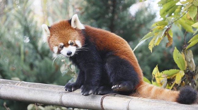 [图]同样是濒危熊猫，大熊猫和小熊猫不是一种生物，你一定也叫错了