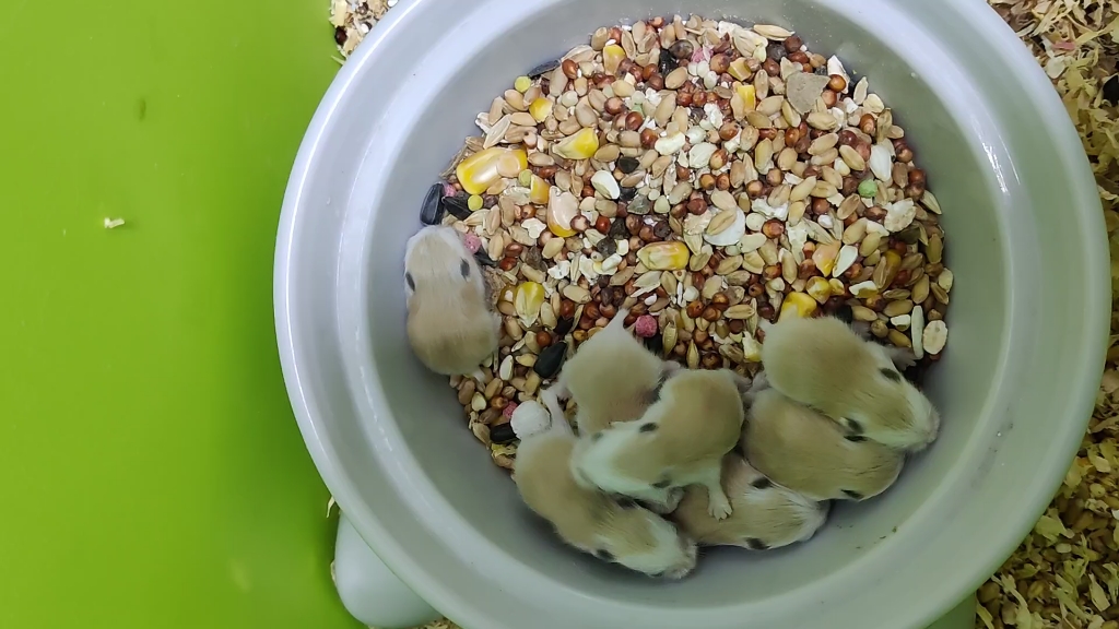 破烂流丢一口钟