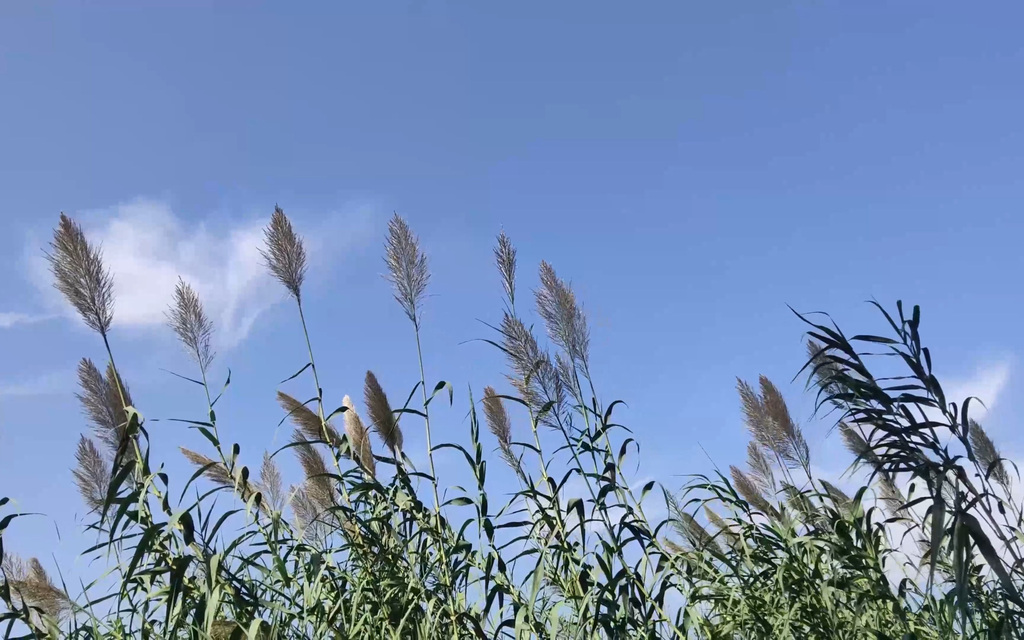 随风摇曳的芦苇