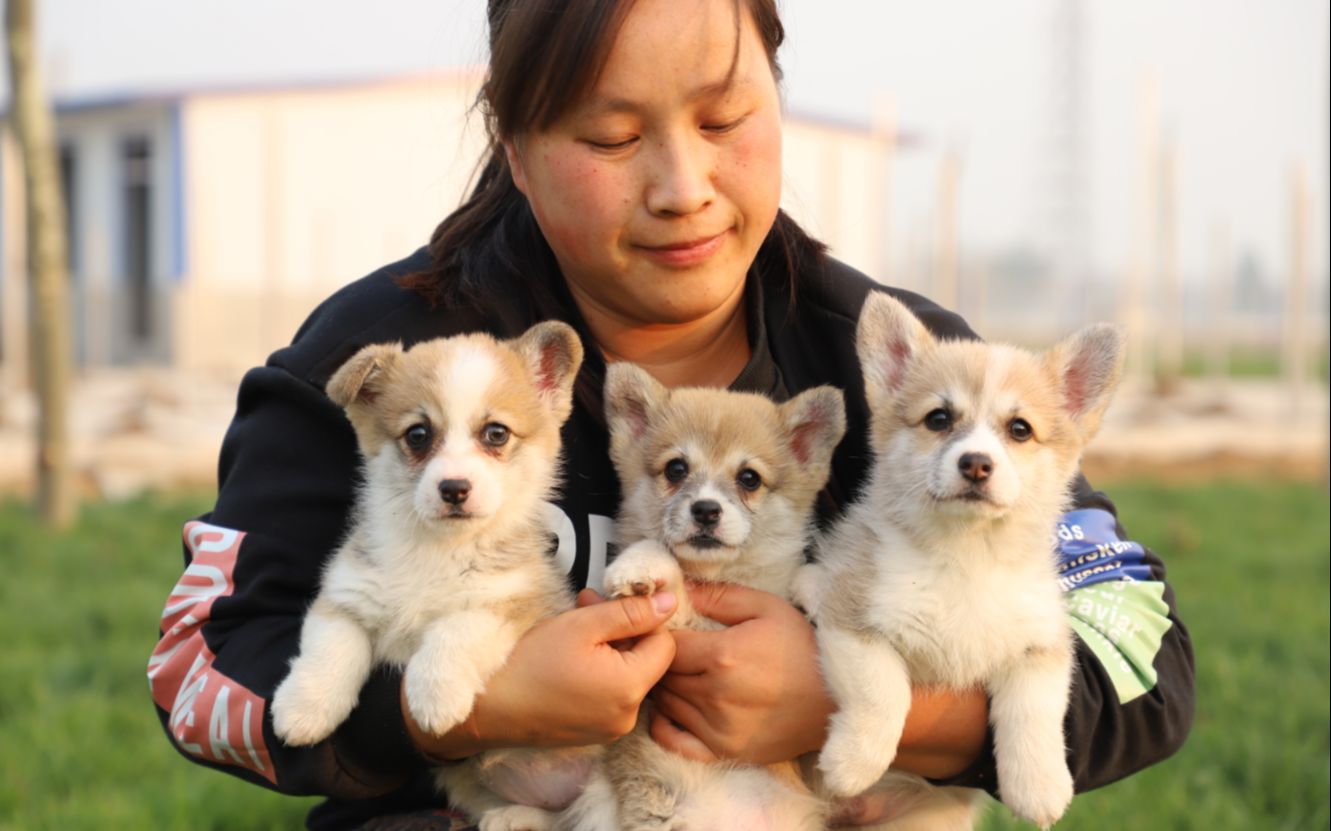 【柯基犬】英国女王钟爱的柯基犬究竟有什么魅力呢?相信你看完也会被它迷倒哔哩哔哩bilibili