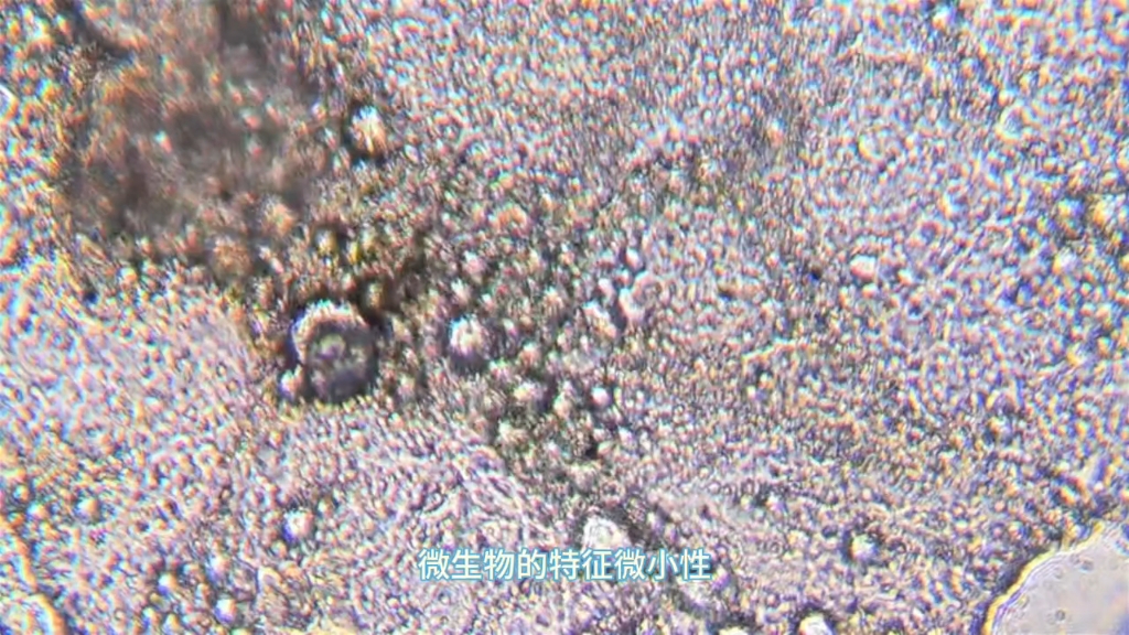 什么是微生物(ai编辑)