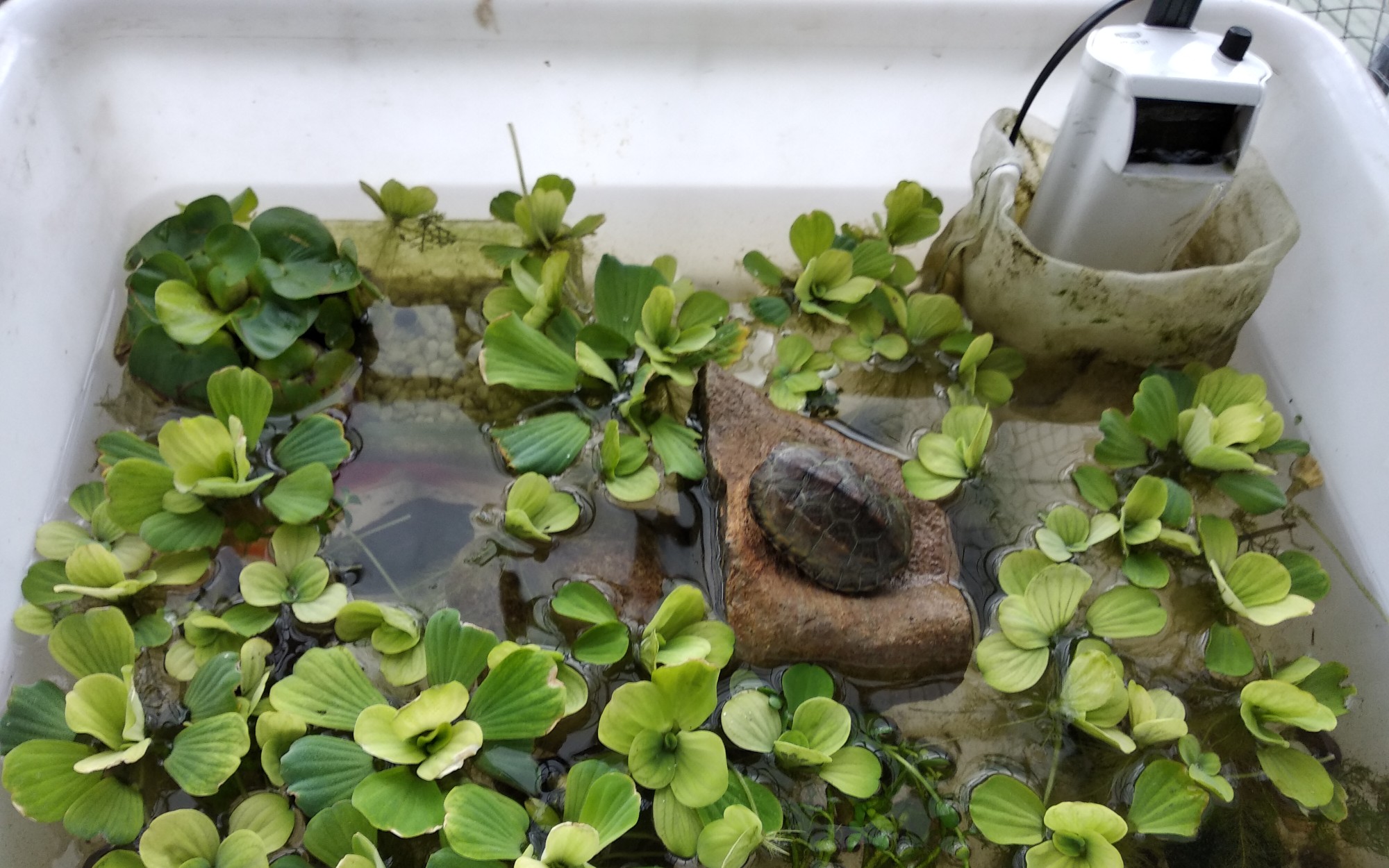 石草杂龟改造一下小草缸正好给小草龟换个缸