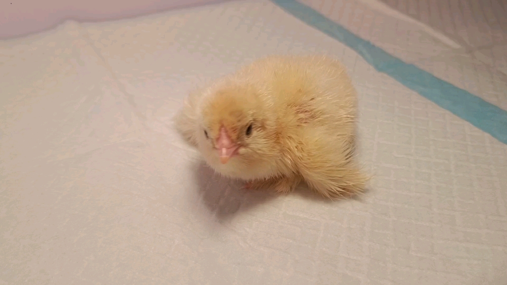 婆罗门鸡(梵天鸡)雏鸡小鸡