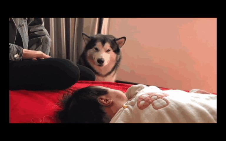 微博搞笑GIF图第一期哔哩哔哩bilibili