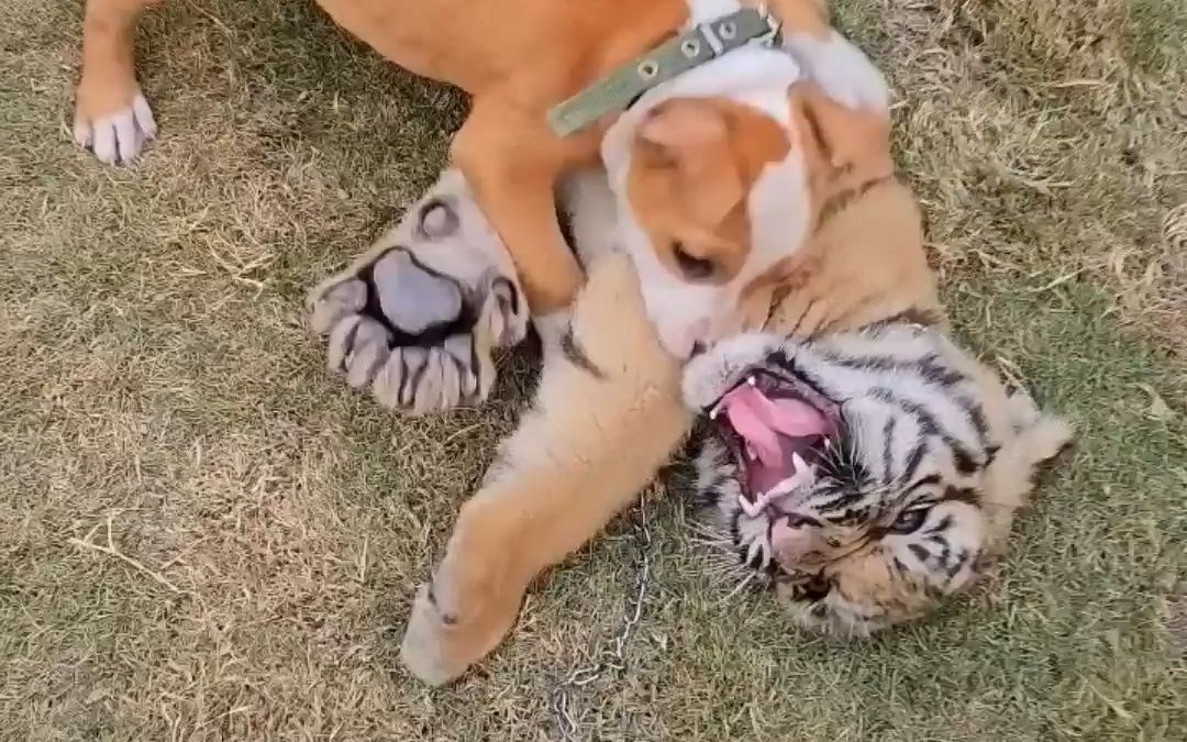 真是虎落平阳被犬欺呐!