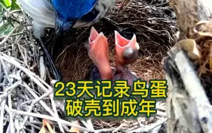 Download Video: 深山蹲守23天，记录生命，从无到有，一个鸟蛋，20多天变成一只成年的大鸟