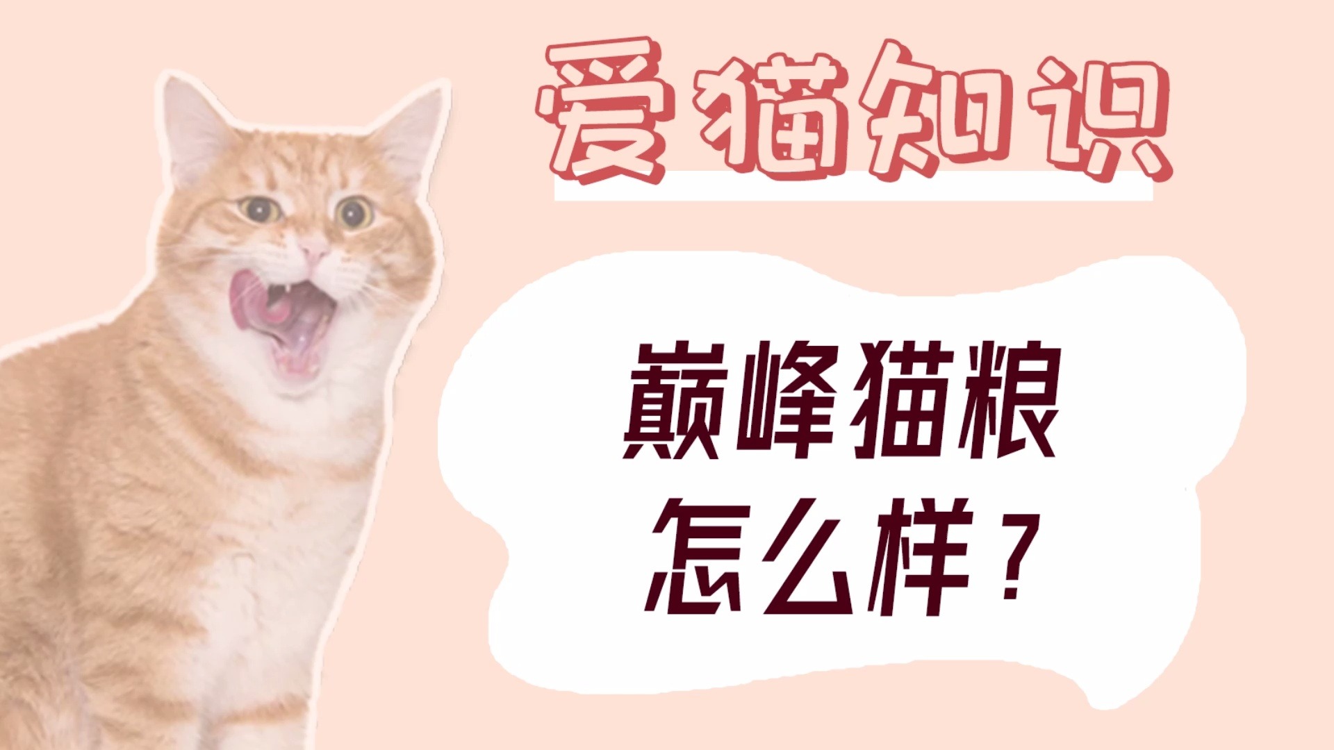 巅峰猫粮怎么样?哔哩哔哩bilibili