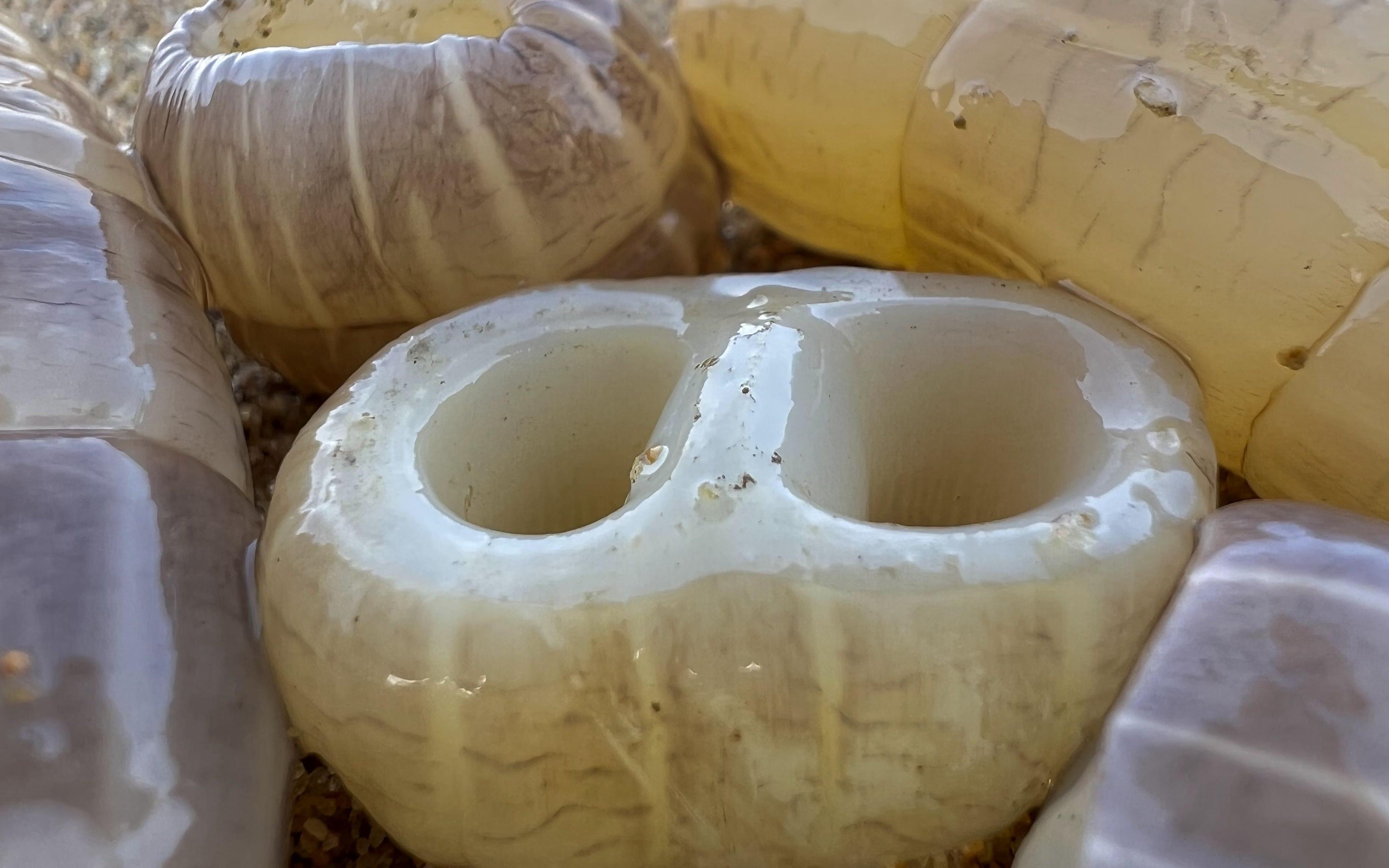 大齐赶海,发现大蛏王鼻子煮出来变成一小片,还挖到了大海葵