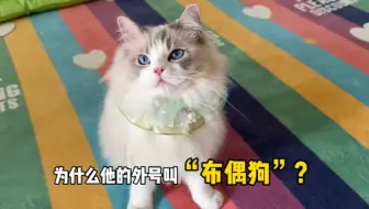 买的时候明明说是猫，为什么越养越像狗？？