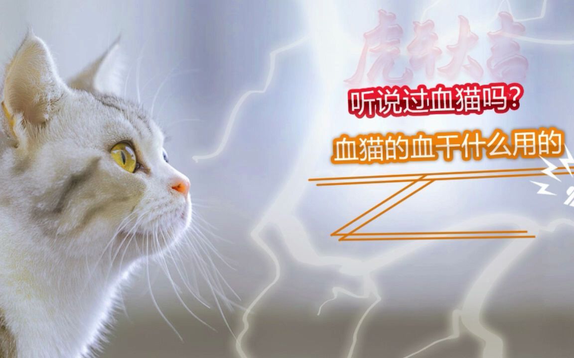 血猫是什么意思?血猫的血干什么用的,你知道吗?哔哩哔哩bilibili