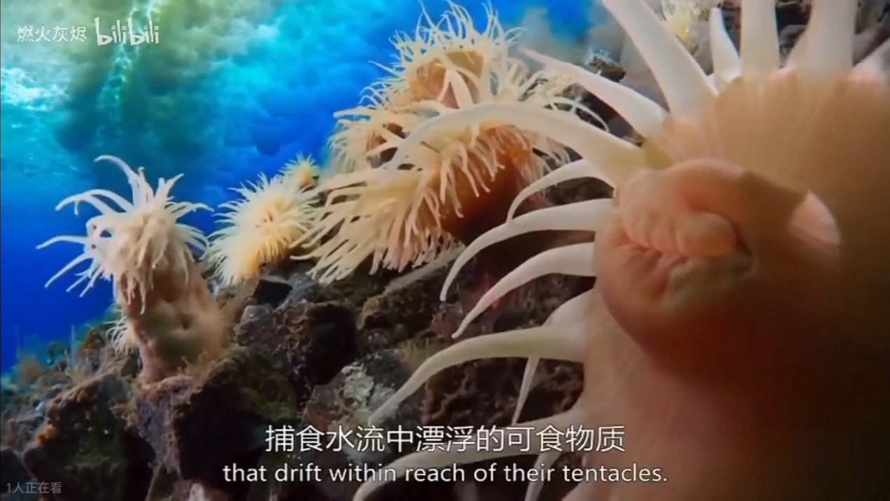 海底深处-海底生物