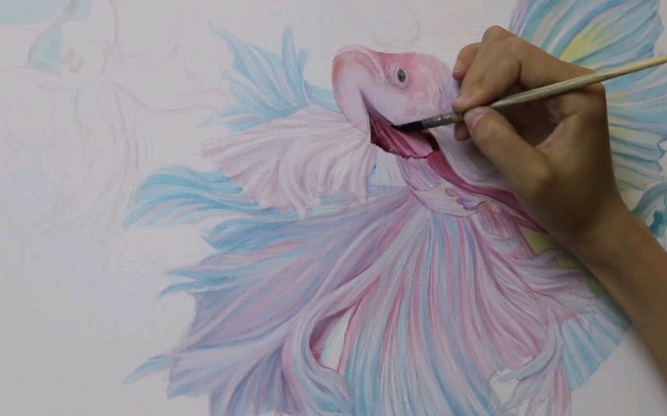 【手绘】【绘画过程】暹罗斗鱼完整版绘画