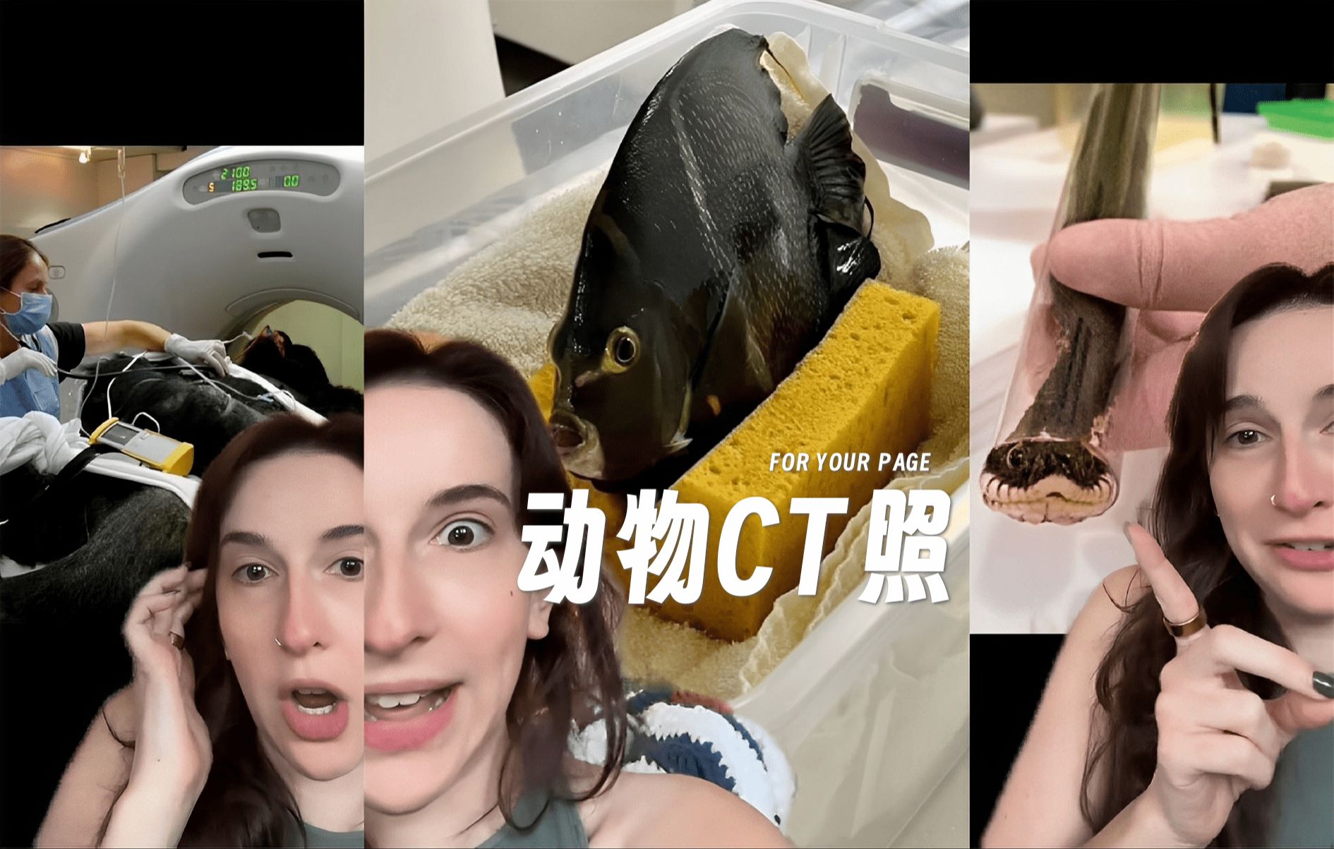 不同动物接受CT扫描的照片真的太有趣了!!!哔哩哔哩bilibili