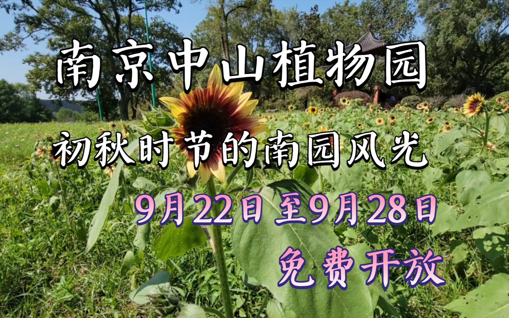 南京中山植物园初秋时节的南园风光,9月22日至9月28日免费开放,可在网上预约门票哔哩哔哩bilibili