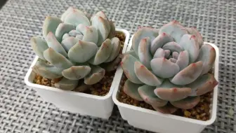 用了两个月补光灯多肉真的太美了 网友看了说要把家里灯都打开 我笑了 哔哩哔哩 Bilibili