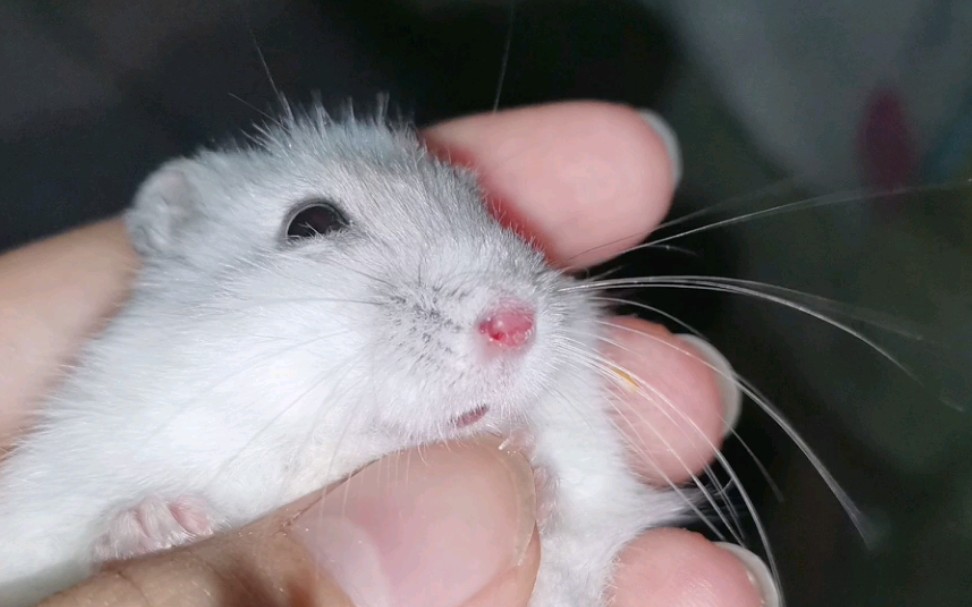 活动作品可怜鼠鼠鼻子红红