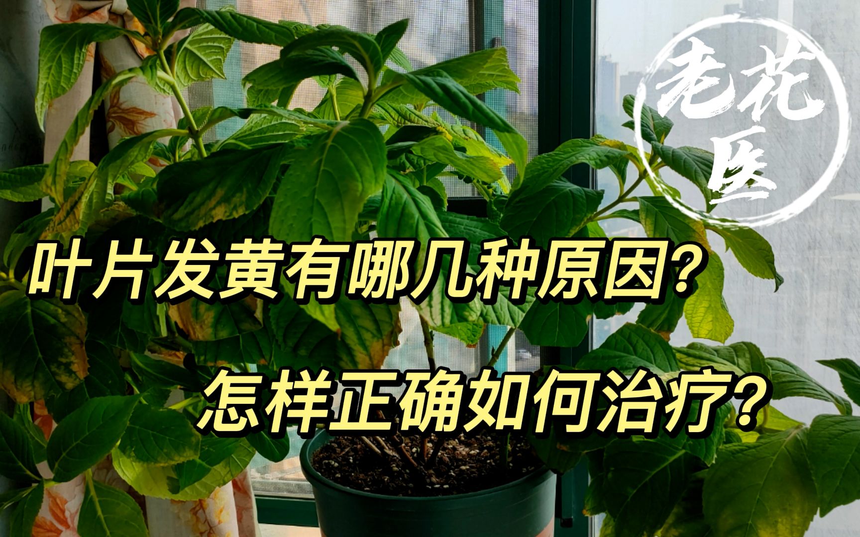 什么原因导致叶片黄叶?怎样正确治疗?养花必懂小知识哔哩哔哩bilibili