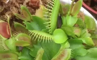 捕蝇草现场实捕食苍蝇