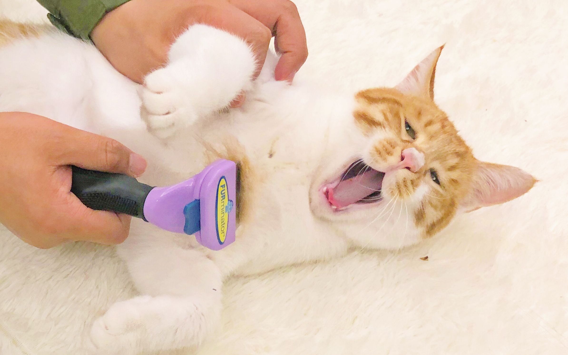 主人抓住小橘猫,一顿梳毛!差点梳秃了.