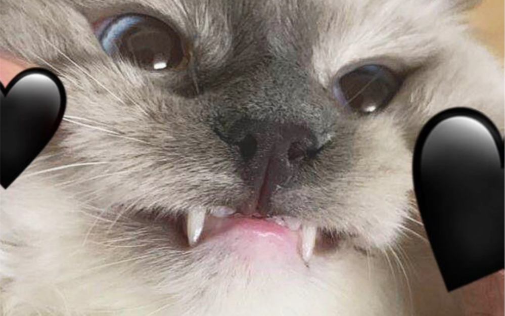 猫龇牙笑的表情包图片