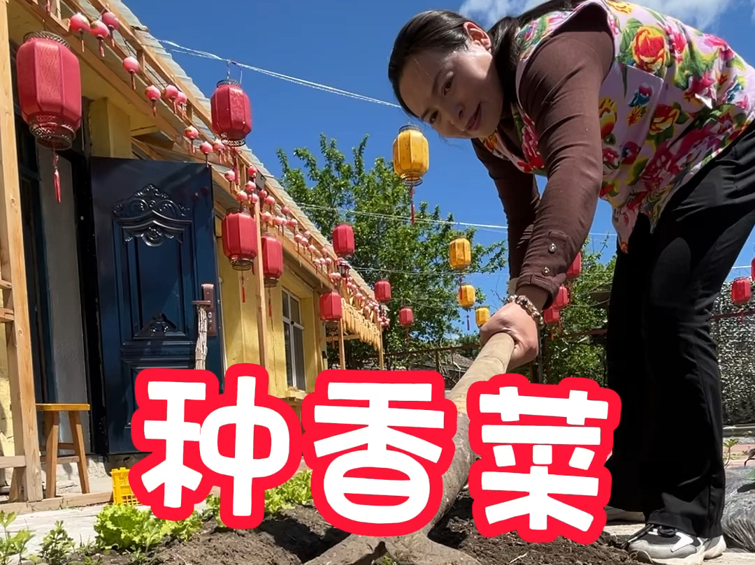 东北农村生活,翠花小园种香菜,做东北下饭菜,辣椒扒茄子哔哩哔哩bilibili