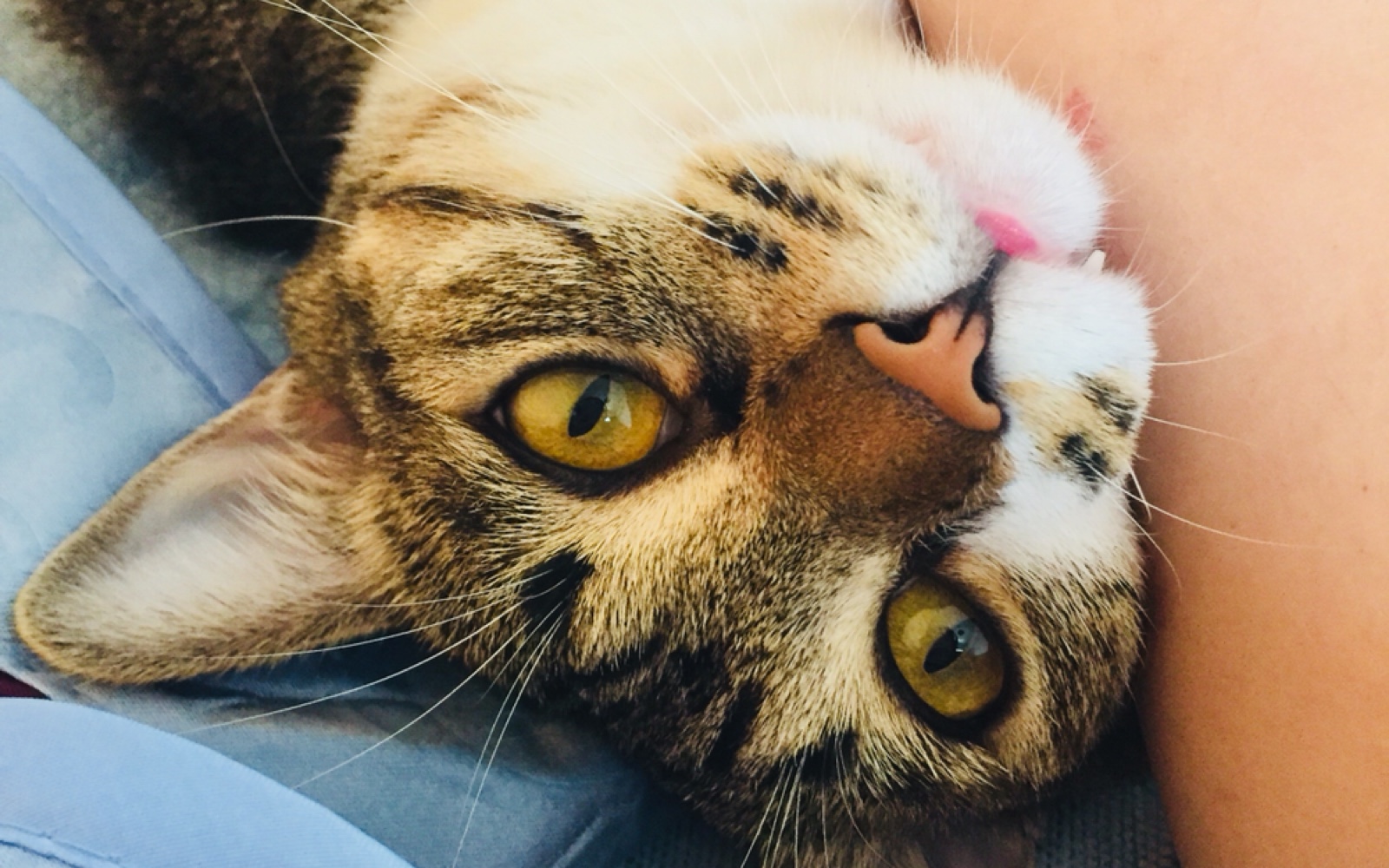 【斯班瑟】超喜欢摸头的小猫咪阿尔