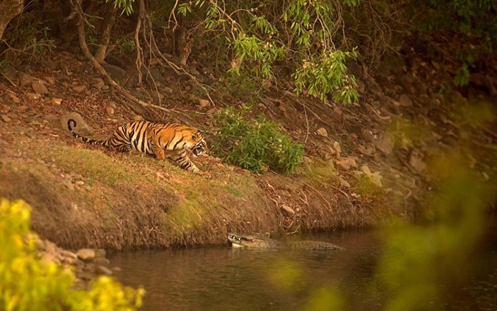 老虎驱赶两头泽鳄